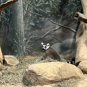 Ring-tailed Lemur