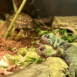 Cuvier Madagascar Swift and Flat-tailed Tortoise