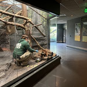 Red-ruffed Lemur Enrichment