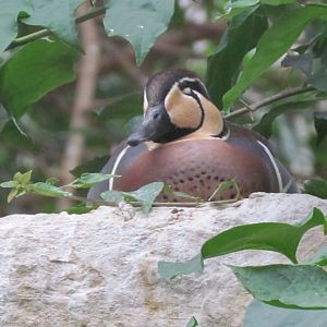 Baikal Teal