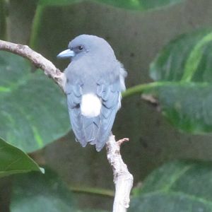 White-breasted Woodswallow