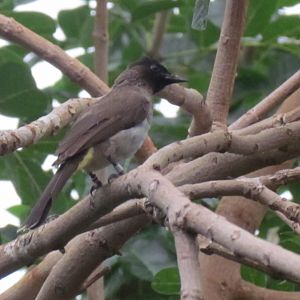 Common Bulbul