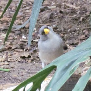 Cinereous Finch
