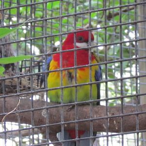 Eastern Rosella