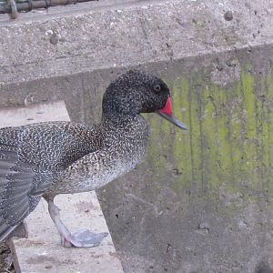 Freckled Duck