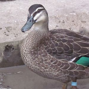 Pacific Black Duck