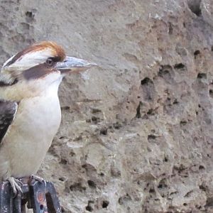 Laughing Kookaburra