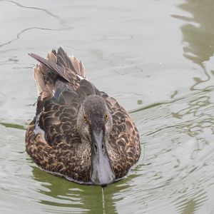 Australian Shoveler
