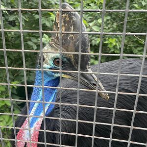 Southern Cassowary