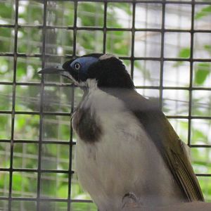 Blue-faced Honeyeater