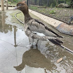 Australian Wood Duck