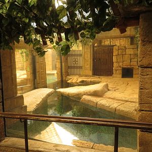 Freshwater Crocodile Exhibit