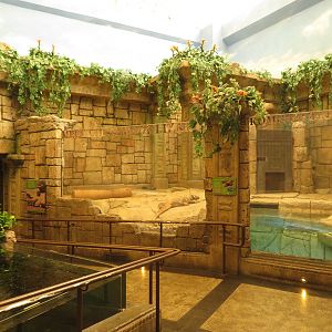 Komodo Dragon Exhibit