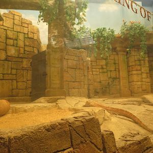 Komodo Dragon Exhibit