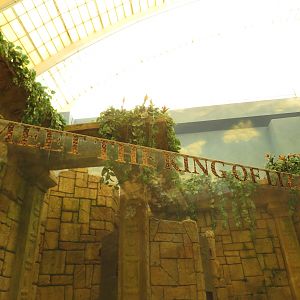 Meet the King of Lizards