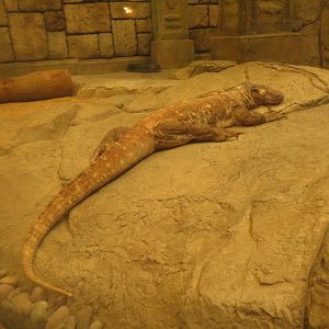 Komodo Dragon