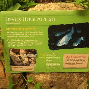 Pupfish Signage