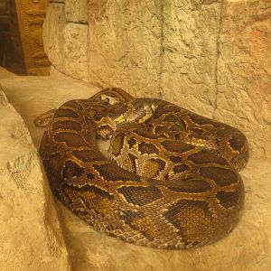Burmese Python