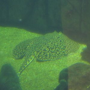 Tiger River Stingray