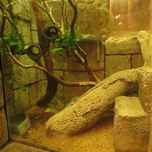Prehensile-tailed Skink Exhibit