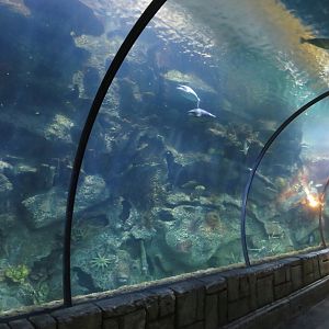 Underwater Tunnel
