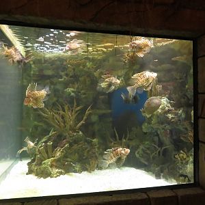 Lionfish Tank