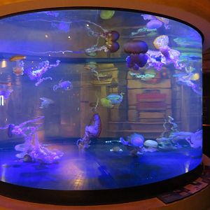 Jellyfish Tank