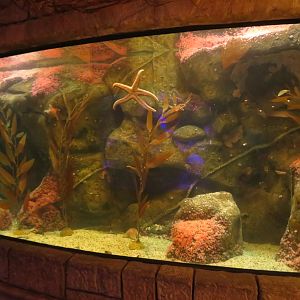 Giant Pacific Octopus Tank