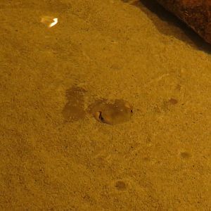 Buried Stingray