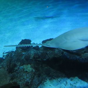 Green Sawfish