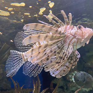 Lionfish