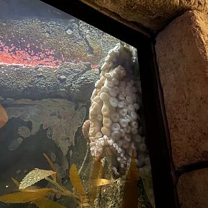 Giant Pacific Octopus