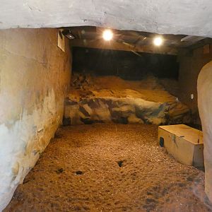 Meerkat indoor enclosure