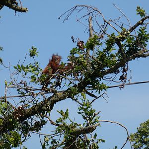 Sumatran orangutan juvenile in tree