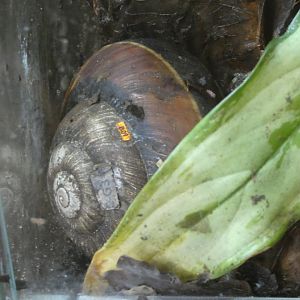 Vietnamese giant magnolia snail