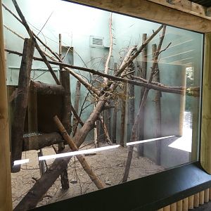 Tamandua indoor enclosure