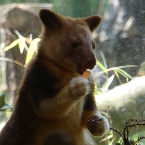Goodfellow's tree kangaroo joey