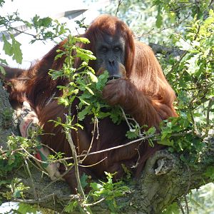 Sumatran orangutan