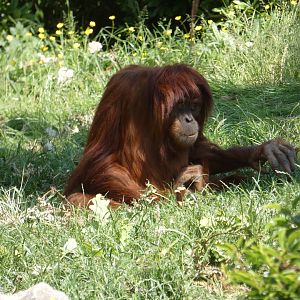 Sumatran orangutan
