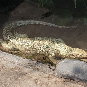 Quince monitor