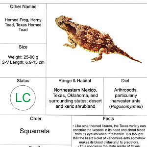 Animal Fact Sheet: Texas Horned Lizard