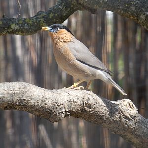 Brahminy starling