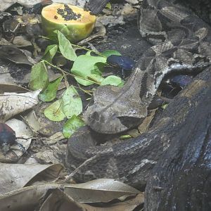 Gaboon viper and Ugandan flower beetles