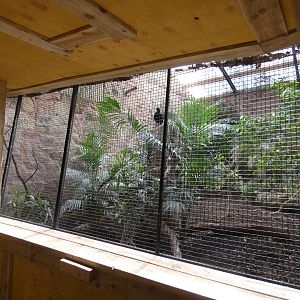 Northern helmeted curassow aviary
