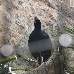 Northern helmeted curassow