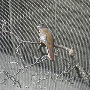 Collared trogon