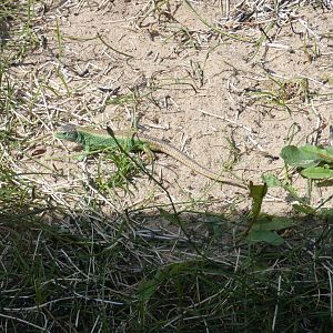 Sand lizard