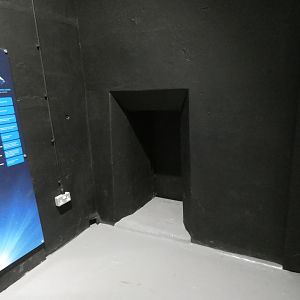 Former orangutan chute to den in 'Planet Shark' exhibition