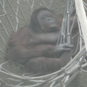 'Martha', oldest Bornean orangutan in Europe
