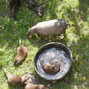 Babirusa and Asian short-clawed otters